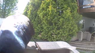 common grackle