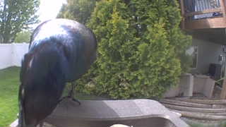 common grackle