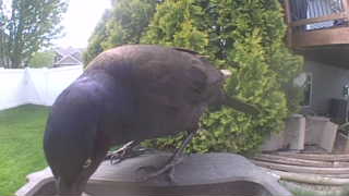 common grackle
