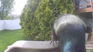 european starling