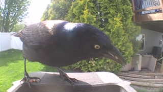 common grackle