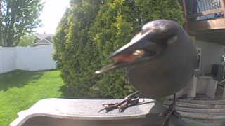 american crow