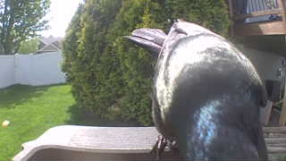 common grackle