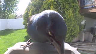 common grackle