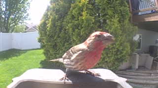 house finch