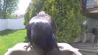 rock pigeon