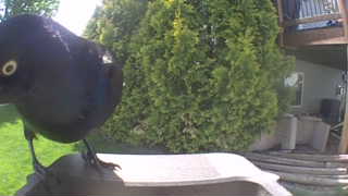 common grackle