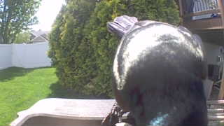 common grackle