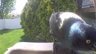 common grackle