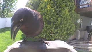 common grackle