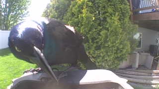 common grackle