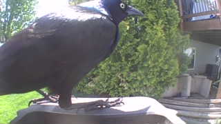 common grackle