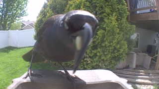 american crow