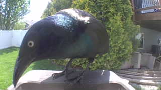 common grackle