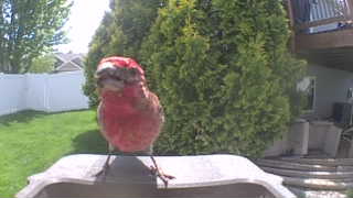 house finch
