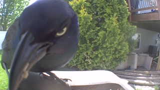 common grackle