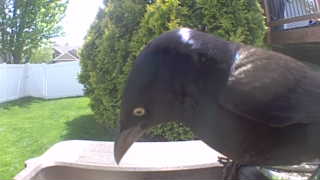 common grackle