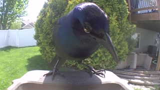 common grackle