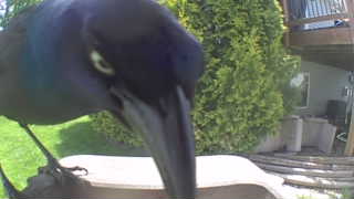 common grackle