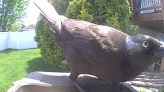 common grackle