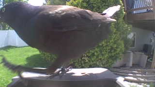 common grackle