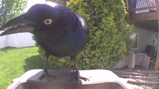 common grackle