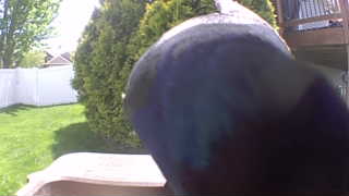 common grackle
