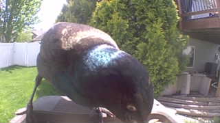 common grackle
