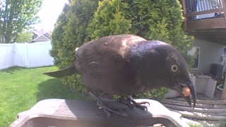 common grackle