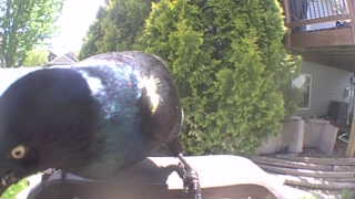 common grackle