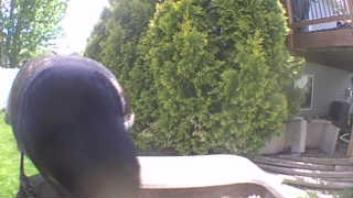 american crow
