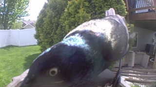 common grackle