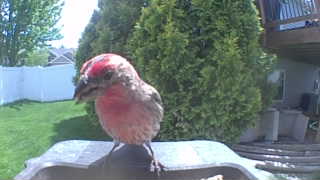 house finch