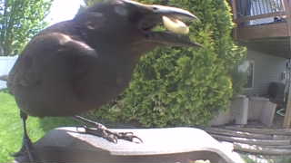 common grackle
