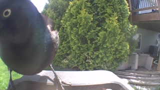 common grackle