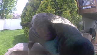 mallard