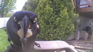 common grackle