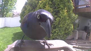 common grackle