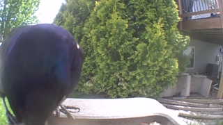 Unidentified clip