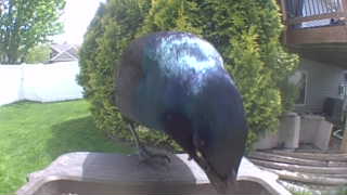 common grackle