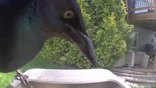 common grackle