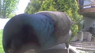 common grackle