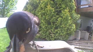 common grackle