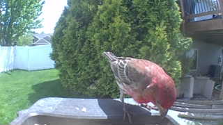 house finch