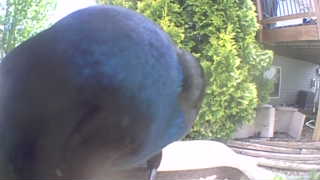 common grackle