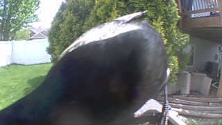 rock dove
