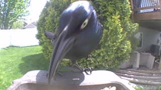 common grackle