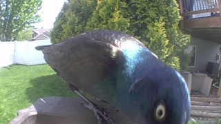 common grackle