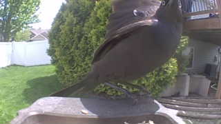 common grackle
