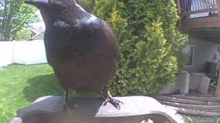 american crow